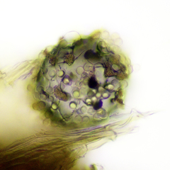 Cribraria microcarpa