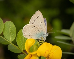 Iolana iolas