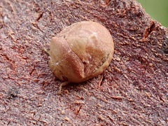 Aphylum