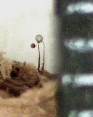 Cribraria microcarpa