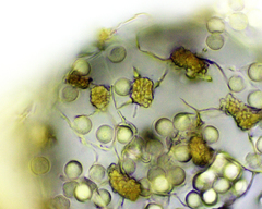 Cribraria microcarpa