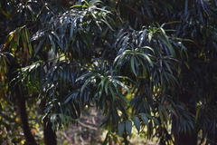 Podocarpus neriifolius