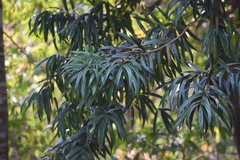 Podocarpus neriifolius