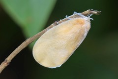 Flatida intacta