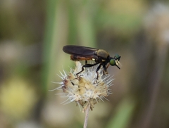 Lampria rubriventris