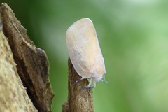 Flatida intacta