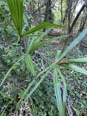Trachycarpus