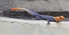 Agama