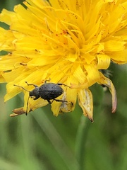 Otiorhynchus pinastri