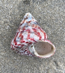 Rochia conus