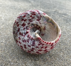 Rochia conus