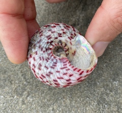 Rochia conus