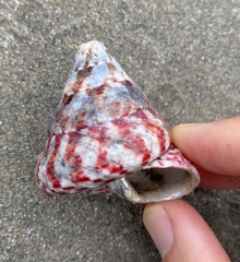 Rochia conus