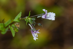 Nemesia zimbabwensis
