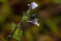 Nemesia zimbabwensis
