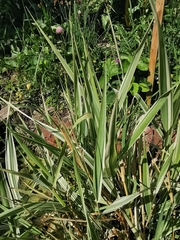 Phalaris arundinacea picta