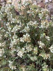 Teucrium charidemi