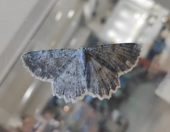 Dicrognophos sartata