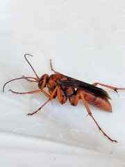 Tachypompilus