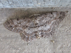 Hypomecis punctinalis