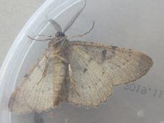 Hypomecis punctinalis