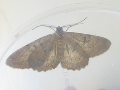 Hypomecis punctinalis