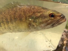 Micropterus tallapoosae