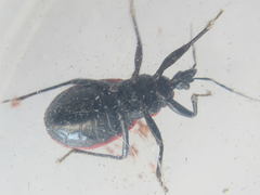 Haematoloecha rufithorax