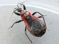 Haematoloecha rufithorax