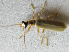 Cantharidae