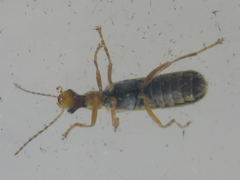 Cantharidae