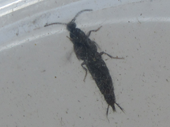 Staphylinidae