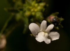 Nemesia zimbabwensis