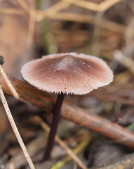 Mycena vinacea