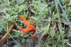 Clavulinopsis sulcata