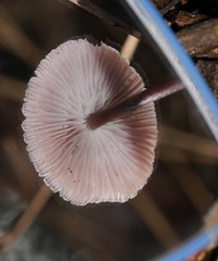 Mycena vinacea