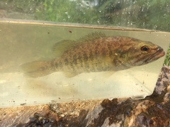 Micropterus tallapoosae