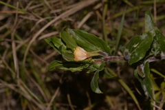 Oenothera indecora