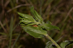 Oenothera indecora