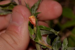 Oenothera indecora