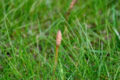 Equisetum arvense