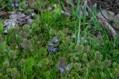 Glechoma hederacea
