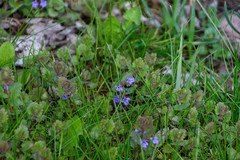 Glechoma hederacea