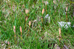 Equisetum arvense
