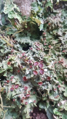 Lobaria adscripta