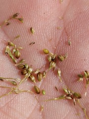 Juncus usitatus