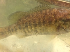 Micropterus tallapoosae