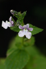 Nemesia zimbabwensis