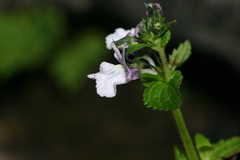 Nemesia zimbabwensis