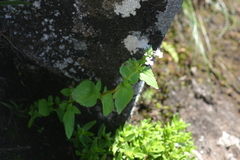 Nemesia zimbabwensis